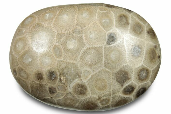 Polished Petoskey Stone (Fossil Coral) - Michigan #322977